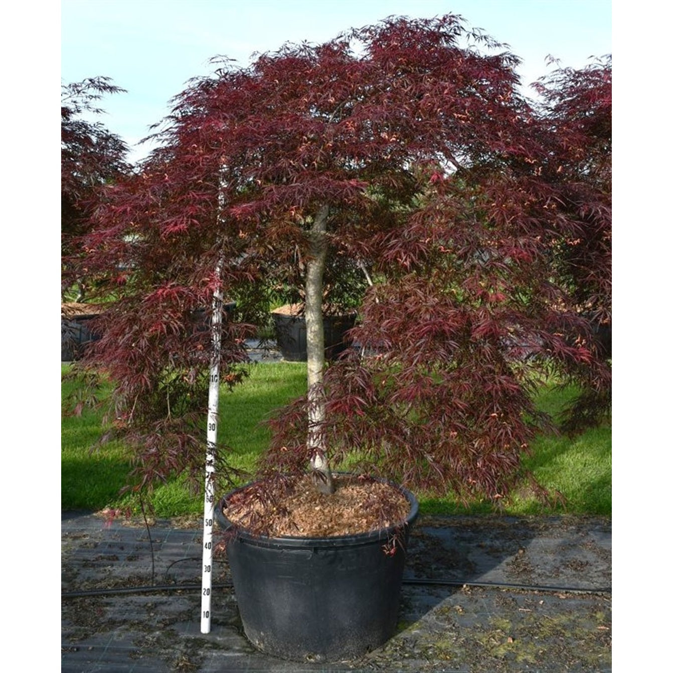 Japansk lönn – Acer pal. 'Inaba-shidare' - 150 CM Stem Cont.